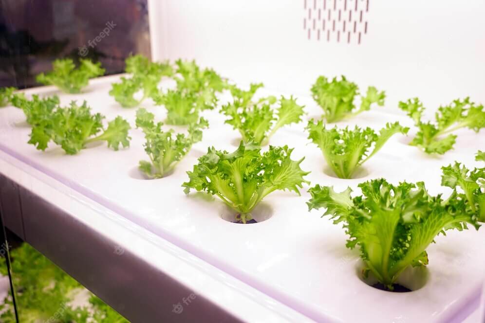 aquaponic